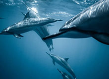 开云app-官方：大连可为发布队歌《奔跑中的蓝色》